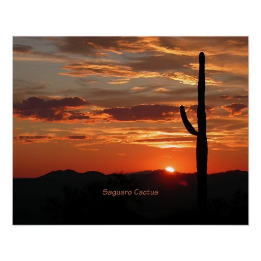 Saguaro Cactus, Sunset, Poster (Vorderseite)