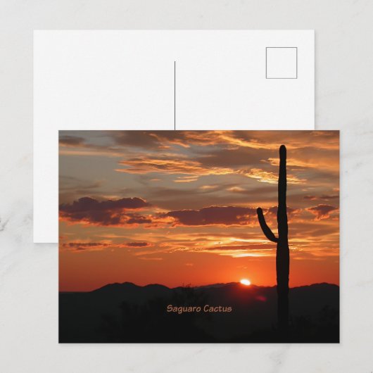 Saguaro Cactus, Sunset, Postkarte (Vorne/Hinten)