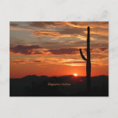 Saguaro Cactus, Sunset, Postkarte (Vorderseite)