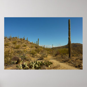 Saguaro-Carillo-Pfad im Saguaro-Nationalpark Poster