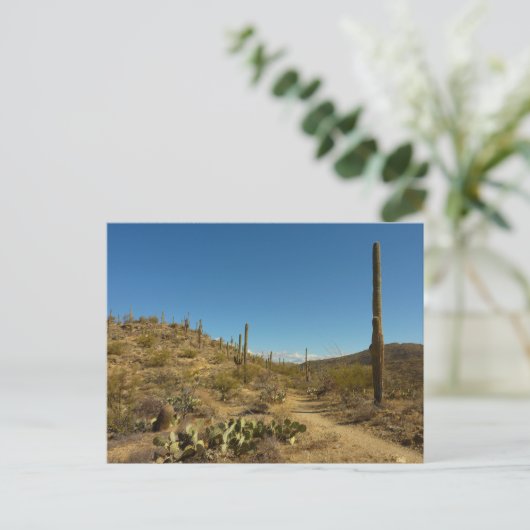 Saguaro-Carillo-Pfad im Saguaro-Nationalpark Postkarte (Stehend Vorderseite)