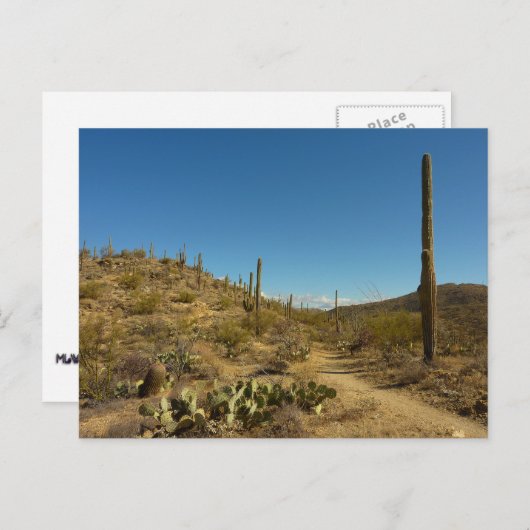 Saguaro-Carillo-Pfad im Saguaro-Nationalpark Postkarte (Vorne/Hinten)