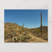 Saguaro-Carillo-Pfad im Saguaro-Nationalpark Postkarte (Vorderseite)