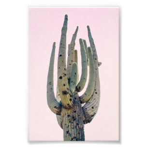Saguaro Cutout FOTO