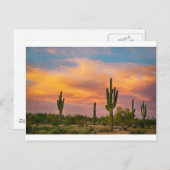 Saguaro Desert Life Postkarte (Vorne/Hinten)