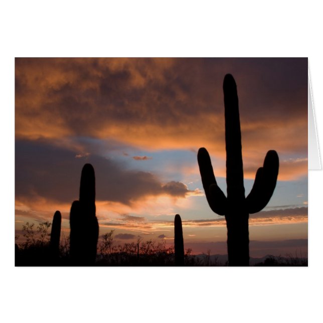 Saguaro Desert Sunset (Vorderseite (Horizontal))