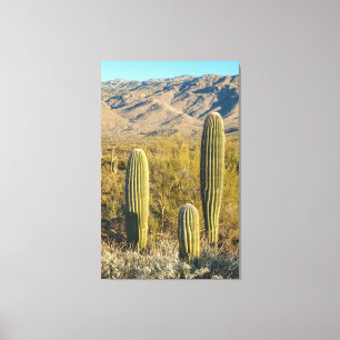 Saguaro Forest Leinwanddruck