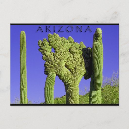 Saguaro im Kongress, Arizona Postkarte (Vorderseite)