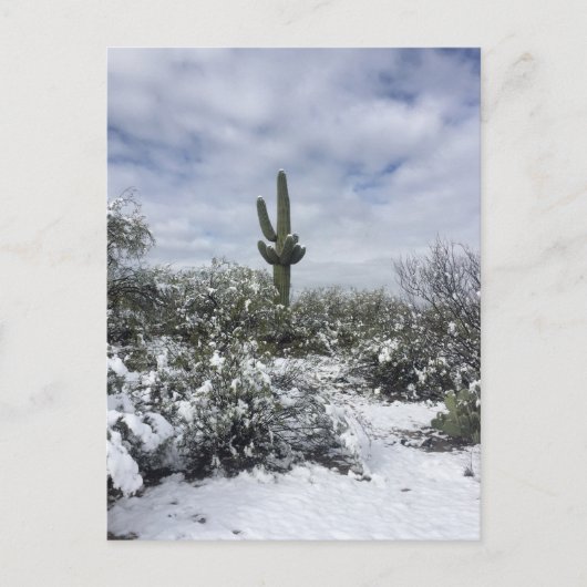 Saguaro im Schnee Postkarte (Vorderseite)