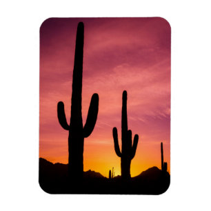 Saguaro-Kakteen bei Sonnenaufgang, Arizona Magnet