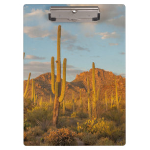 Saguaro-Kakteen bei Sonnenuntergang, Arizona Klemmbrett