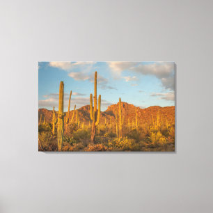 Saguaro-Kakteen bei Sonnenuntergang, Arizona Leinwanddruck