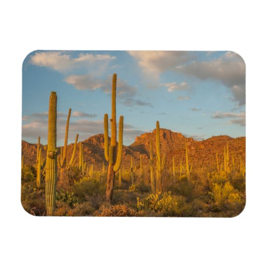 Saguaro-Kakteen bei Sonnenuntergang, Arizona Magnet (Horizontal)