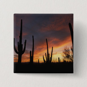 Saguaro-Kakteen, Carnegiea gigantea, danach Button