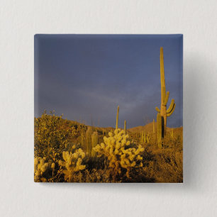 Saguaro-Kakteen, Carnegiea gigantea und Teddy Button