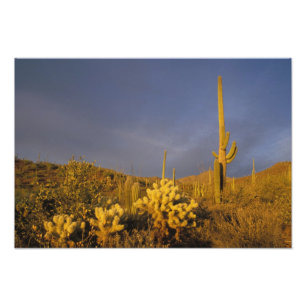 Saguaro-Kakteen, Carnegiea gigantea, und Teddy Fotodruck