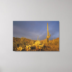 Saguaro-Kakteen, Carnegiea gigantea und Teddy Leinwanddruck