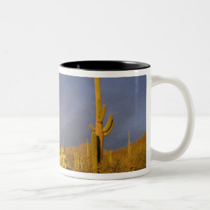 Saguaro-Kakteen, Carnegiea gigantea und Teddy Zweifarbige Tasse