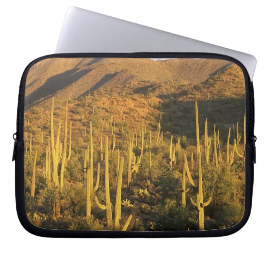 Saguaro-Kakteen im Nationalpark Saguaro Laptopschutzhülle (Vorderseite)