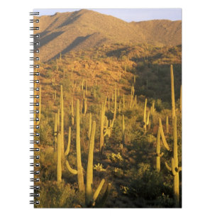 Saguaro-Kakteen im Nationalpark Saguaro Notizblock