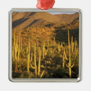 Saguaro-Kakteen im Nationalpark Saguaro Ornament Aus Metall