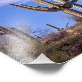 Saguaro-Kakteen, mehrere bewaffnete Riesen Fotodruck (Ecke)