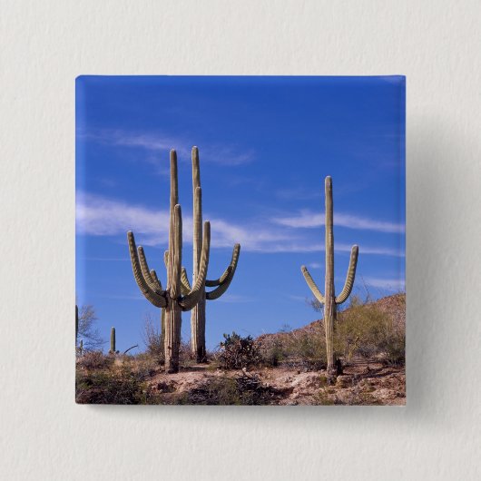 Saguaro-Kakteen, mehrere bewaffnete Riesen-Saguaro Button (Vorderseite)