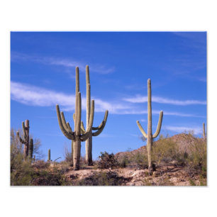 Saguaro-Kakteen, mehrere bewaffnete Riesen-Saguaro Fotodruck