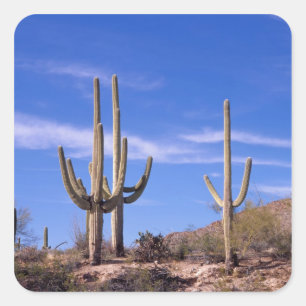 Saguaro-Kakteen, mehrere bewaffnete Riesen-Saguaro Quadratischer Aufkleber