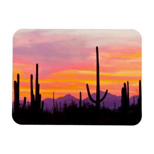 Saguaro-Kakteenwald bei Sonnenuntergang Magnet (Horizontal)