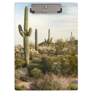 Saguaro-Kaktus, Arizona, USA Klemmbrett