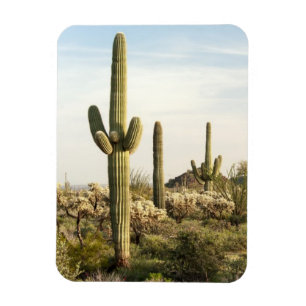 Saguaro-Kaktus, Arizona, USA Magnet