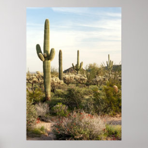 Saguaro-Kaktus, Arizona, USA Poster