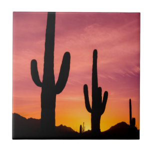 Saguaro-Kaktus bei Sonnenaufgang, Arizona Fliese