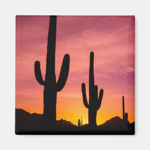 Saguaro-Kaktus bei Sonnenaufgang, Arizona Magnet