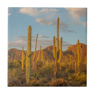 Saguaro-Kaktus bei Sonnenuntergang, Arizona Fliese