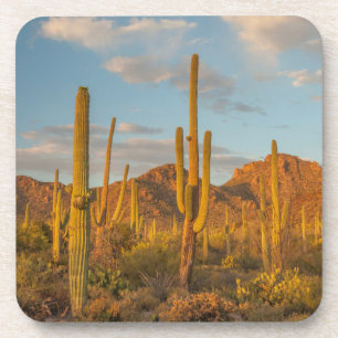 Saguaro-Kaktus bei Sonnenuntergang, Arizona Getränkeuntersetzer