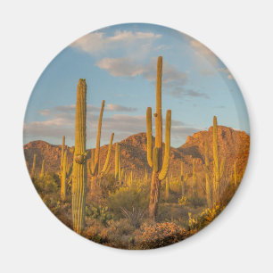 Saguaro-Kaktus bei Sonnenuntergang, Arizona Magnet