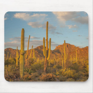 Saguaro-Kaktus bei Sonnenuntergang, Arizona Mousepad