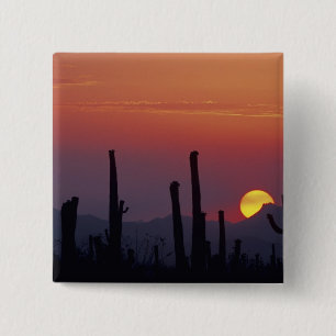 Saguaro-Kaktus Carnegiea gigantea), Sonnenuntergan Button