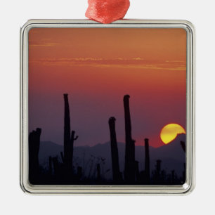 Saguaro-Kaktus Carnegiea gigantea), Sonnenuntergan Ornament Aus Metall