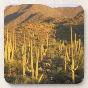 Saguaro-Kaktus im Saguaro-Nationalpark in der Nähe Getränkeuntersetzer