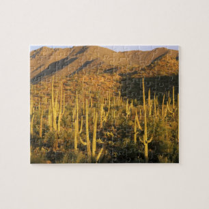 Saguaro-Kaktus im Saguaro-Nationalpark in der Nähe Puzzle