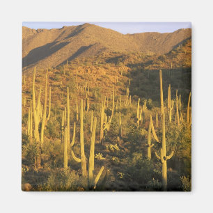 Saguaro-Kaktus im Saguaro-Nationalpark nahe Magnet