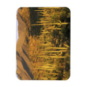 Saguaro-Kaktus im Saguaro-Nationalpark nahe Magnet (Vertikal)