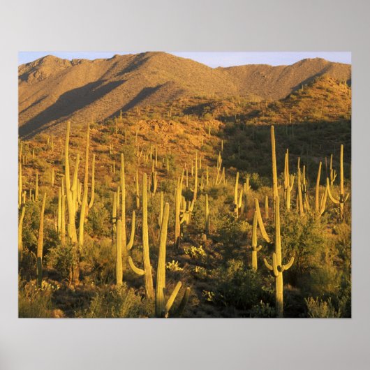 Saguaro-Kaktus im Saguaro-Nationalpark nahe Poster (Vorne)