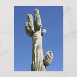 Saguaro-Kaktus, Scottsdale, Arizona Postkarte