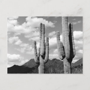Saguaro-Kaktus Sonoran-Wüste B&W-Foto-Postkarten Postkarte