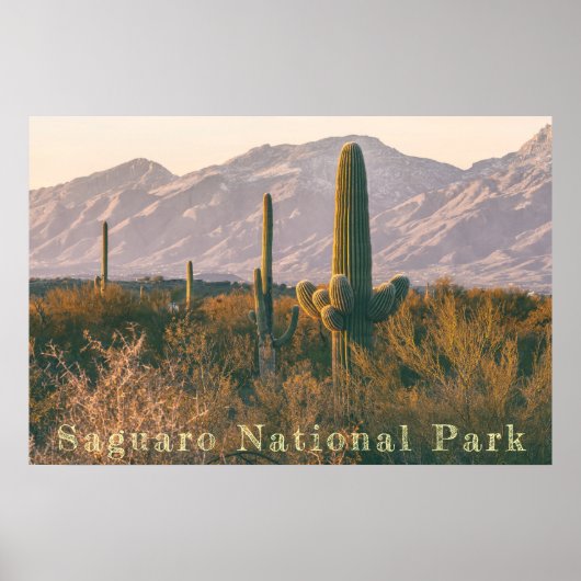 Saguaro Landscape Poster (Vorne)