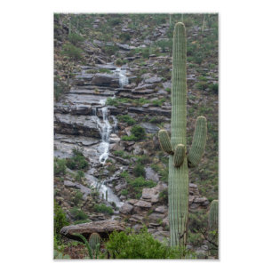 Saguaro mit Wasserfall in der Wüste von Arizona Fotodruck